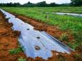 Mulching Film. Plastic mulching.